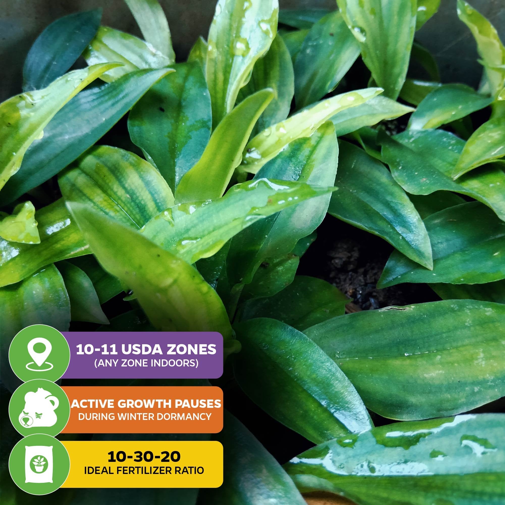 Close-up of Wellspring Gardens’ Golden Brush Dwarf Ginger (Burbidgea schizocheila) with infographic labels: hardy in USDA zones 10–11 (all zones indoors), winter dormancy pauses growth, and thrives with a 10-30-20 fertilizer ratio.
