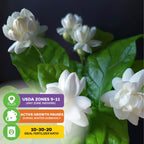 Maid of Orleans Jasmine (Arabian Tea) by Wellspring Gardens features fragrant white blooms and lush green leaves. Key tips: grows in USDA Zones 9-11, goes dormant in winter, and prefers a 10-30-20 fertilizer ratio.