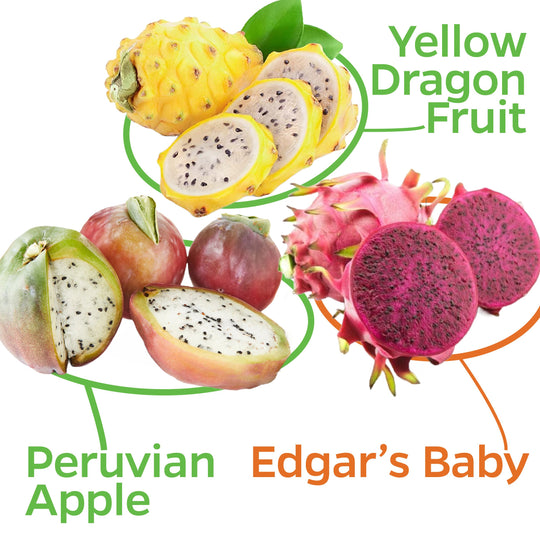 Bundle (3) of Cactus Fruits: Edgar's Baby + Peruvian Apple + Yellow Dragon