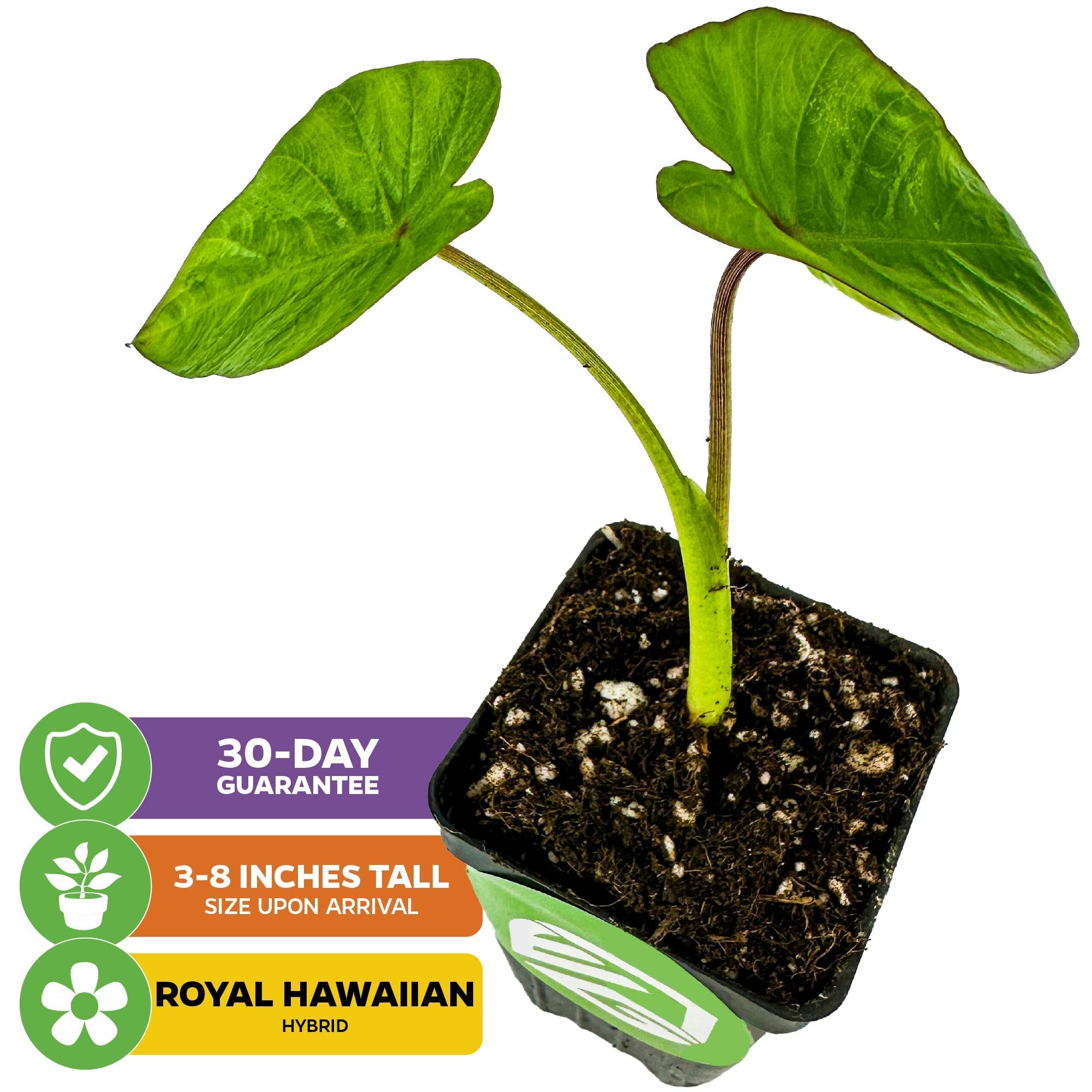 A young Maui Sunrise™ Elephant Ear Royal Hawaiian (Colocasia) from Wellspring Gardens, with two green leaves in a small black pot. Arrives 3–8" tall, 30-day guarantee included. Perfect for containers.