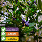 Close-up of a Leccino Olive Tree (Olea europaea) by Wellspring Gardens, showing dark purple olives amid green leaves. Overlays: water 3-4x week, matures to 40 ft, needs full sun—ideal for homegrown olive oil.