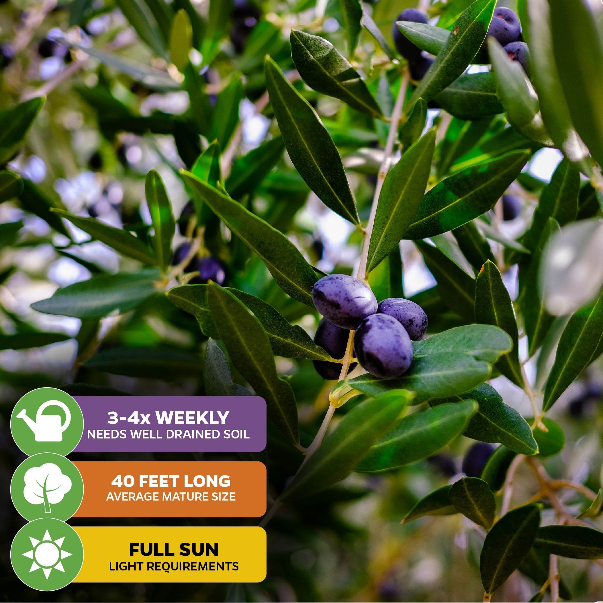 Close-up of a Leccino Olive Tree (Olea europaea) by Wellspring Gardens, showing dark purple olives amid green leaves. Overlays: water 3-4x week, matures to 40 ft, needs full sun—ideal for homegrown olive oil.