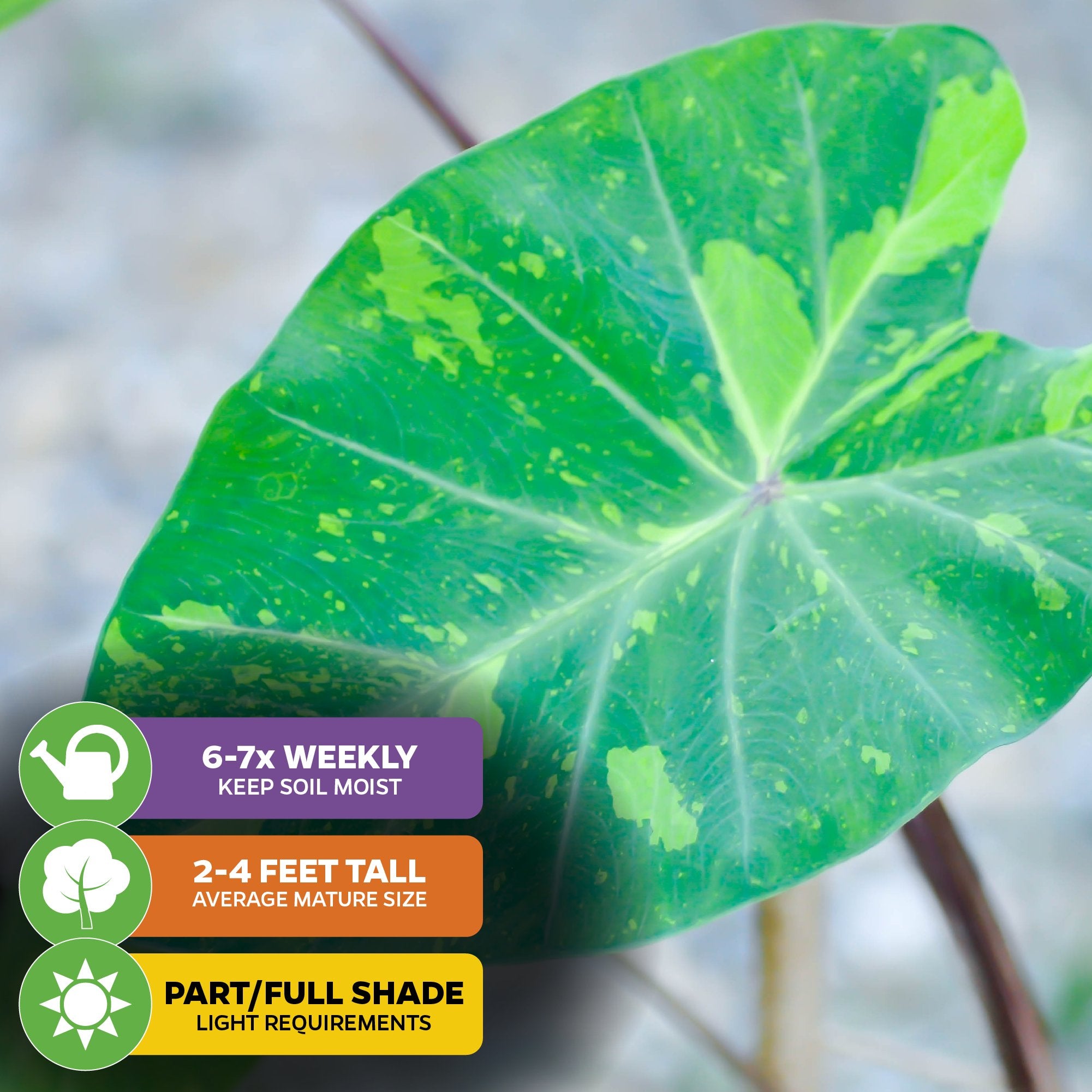 Close-up of Lemon-Lime Gecko Elephant Ear (Colocasia esculenta) by Wellspring Gardens, featuring green leaves with light yellow variegation. Care: water 6–7 times a week, grows 2–4 ft. tall, prefers part to full shade.