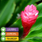 Close-up of Wellspring Gardens’ Hot Pink Ginger (Alpinia purpurata) with green leaves. Water 3–4 times a week, grows 4–6 ft tall, and thrives in full to partial sun—perfect for fans of vibrant tropical flowers.