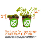 The Wellspring Gardens King Henry Venus Fly Trap (Dionaea muscipula) is a carnivorous plant that grows from 1 to 4 inches tall, with size varying by season and how long it's been growing.