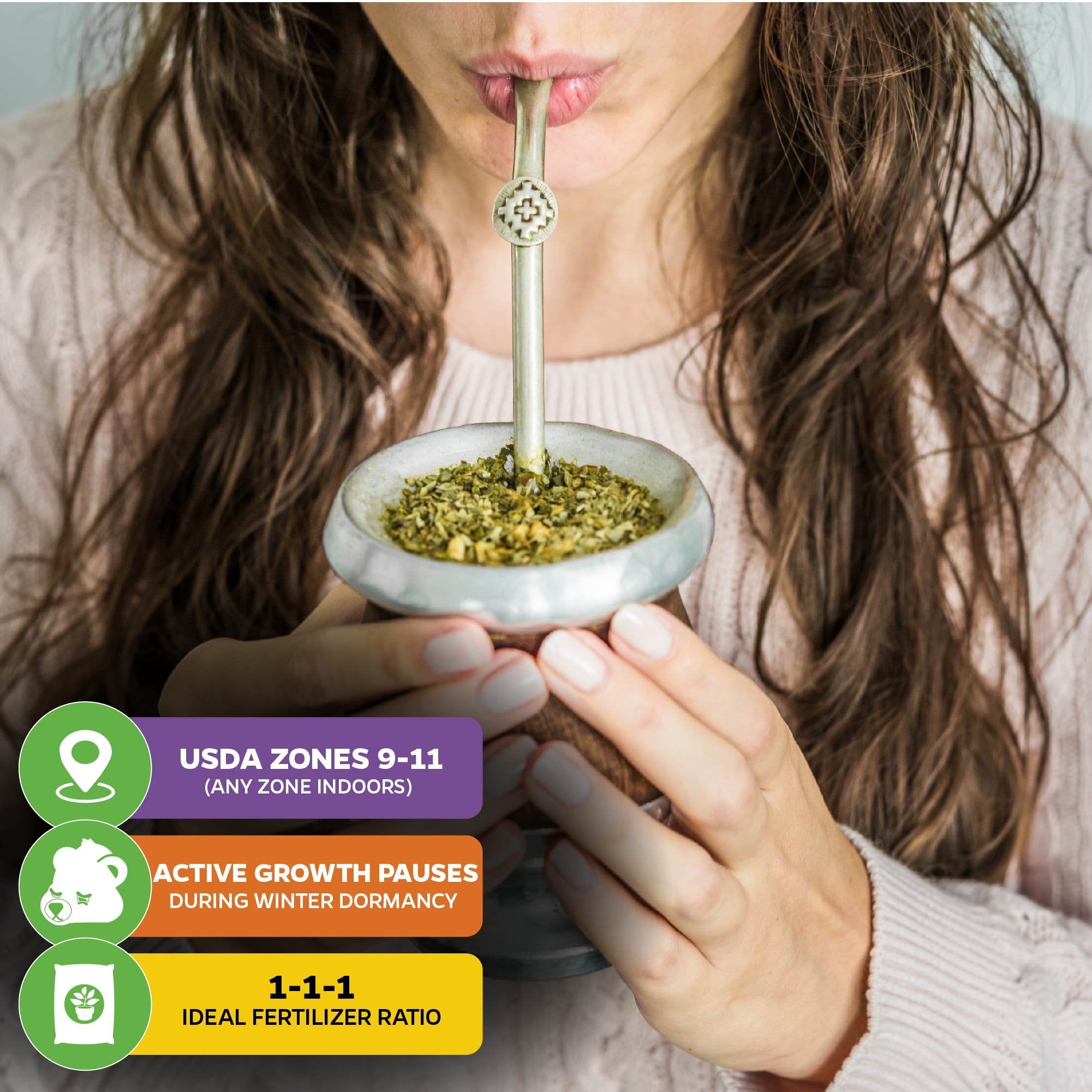 A woman in a pink sweater enjoys Wellspring Gardens' Yerba Mate (Ilex paraguariensis) tea from a gourd. Three info boxes highlight USDA Zones 9-11, winter dormancy, and a 1-1-1 fertilizer ratio for this South American plant.