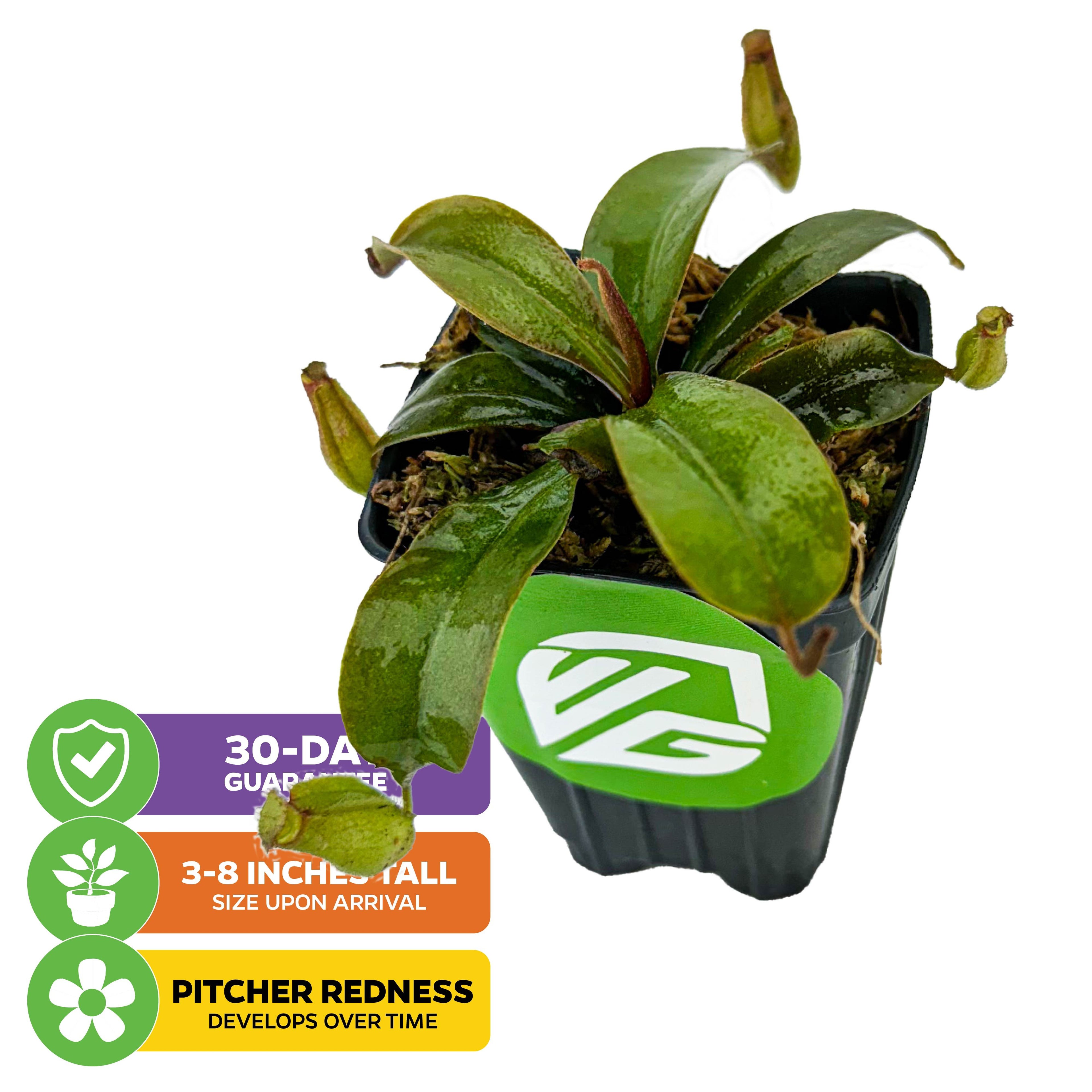 The Wellspring Gardens Lady Luck Carnivorous Pitcher Plant (Nepenthes ampullaria x ventricosa) arrives 3-8" tall with green leaves and 3 developing pitchers; pitcher redness increases over time. Includes a 30-day guarantee.
