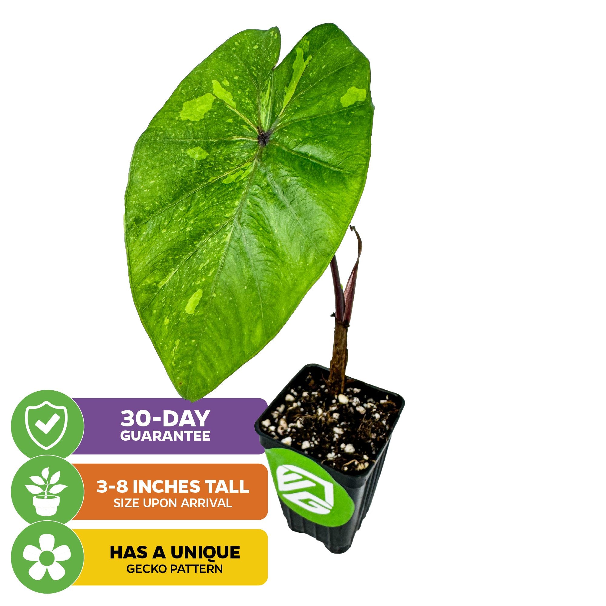 The Lemon-Lime Gecko Elephant Ear (Colocasia esculenta) by Wellspring Gardens features a unique gecko-like pattern on large green leaves, arrives 3-8 inches tall, and comes with a 30-day guarantee.