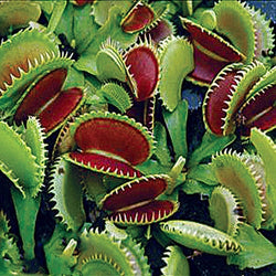 Dente Venus Fly Trap Carnivorous Plant - Dionaea muscipula