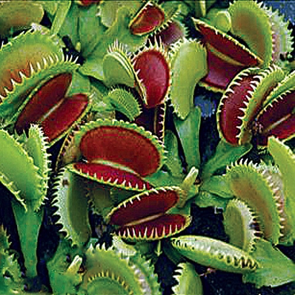 Close-up of Wellspring Gardens' Dente Venus Fly Trap (Dionaea muscipula), showing its green and red, spiky-edged traps with tooth-like structures and distinctive hinged leaves for effective insect capture.
