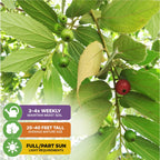 Close-up of green leaves and berries on a Wellspring Gardens Red Jamaican Cherry (Strawberry Tree) - Muntingia calabura; care overlay: water 3-4x weekly, grows 25-40 ft, thrives in full or part sun.