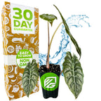 The Chantrieri Elephant Ear (Alocasia x chantrieri) from Wellspring Gardens, a rare houseplant with large green leaves, sits by an orange box labeled "30 Day Guarantee" and "Easy to Grow Non-GMO," with a blue water splash in the background.