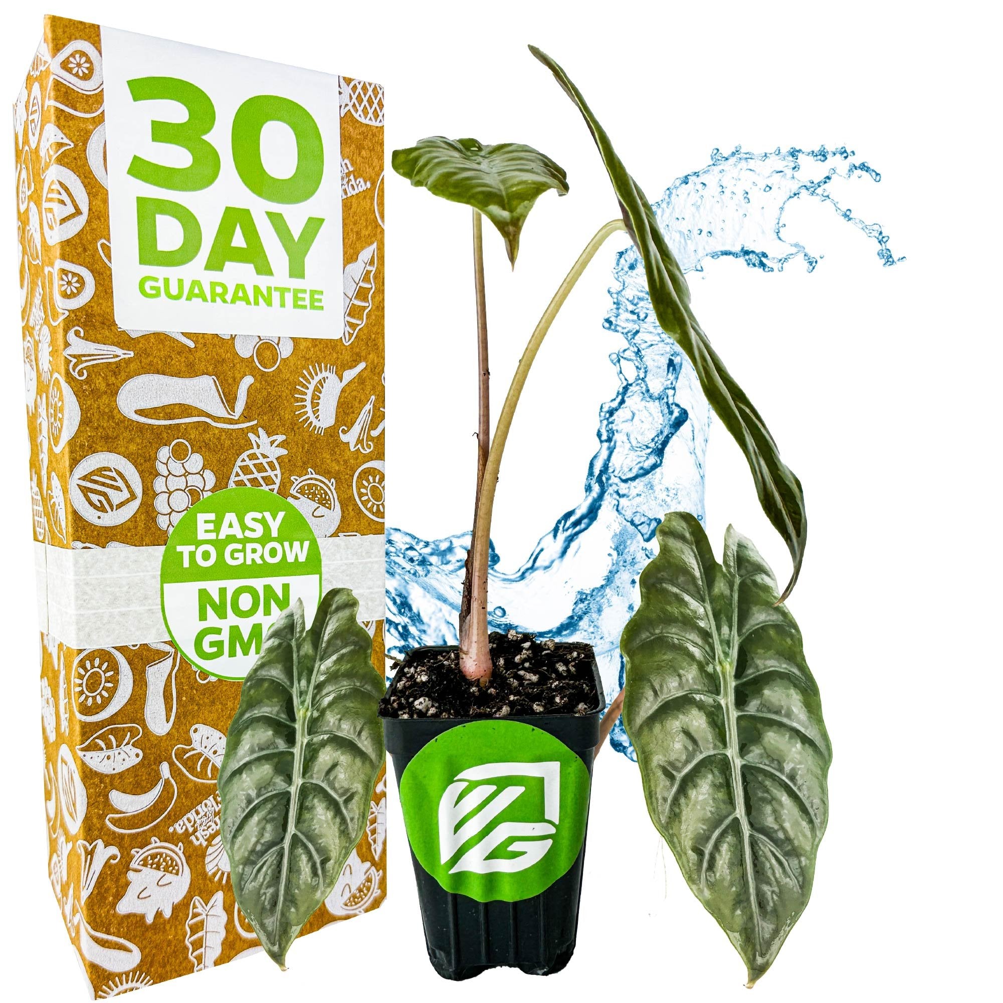 The Chantrieri Elephant Ear (Alocasia x chantrieri) from Wellspring Gardens, a rare houseplant with large green leaves, sits by an orange box labeled "30 Day Guarantee" and "Easy to Grow Non-GMO," with a blue water splash in the background.