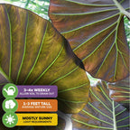 Close-up of large, veined green and brown Regal Shields Elephant Ear - Alocasia leaves by Wellspring Gardens in sunlight. Icons show care: water 3-4x weekly, grows 1-3 ft tall, prefers mostly sunny indoor spots.