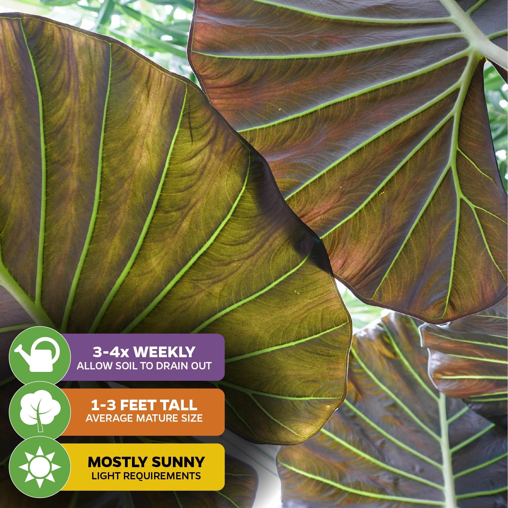 Close-up of large, veined green and brown Regal Shields Elephant Ear - Alocasia leaves by Wellspring Gardens in sunlight. Icons show care: water 3-4x weekly, grows 1-3 ft tall, prefers mostly sunny indoor spots.
