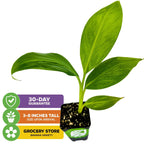 A Wellspring Gardens Dwarf Cavendish Banana Tree (Musa) in a small pot, 3-8" tall on arrival, features text overlays: 30-day guarantee and popular commercial banana variety.
