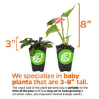 Two potted Florida Cranberry (Hibiscus sabdariffa) plants, 3” and 8” tall, from Wellspring Gardens—specializing in shipping baby plants between 3 to 8 inches in height.