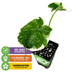 A Wellspring Gardens Alocasia Mickey Mouse Elephant Ear (Alocasia xanthosoma Variegata) houseplant arrives 3–8 inches tall with green and white leaves that develop variegation over time, a 30-day guarantee, and a pot bearing a green label.