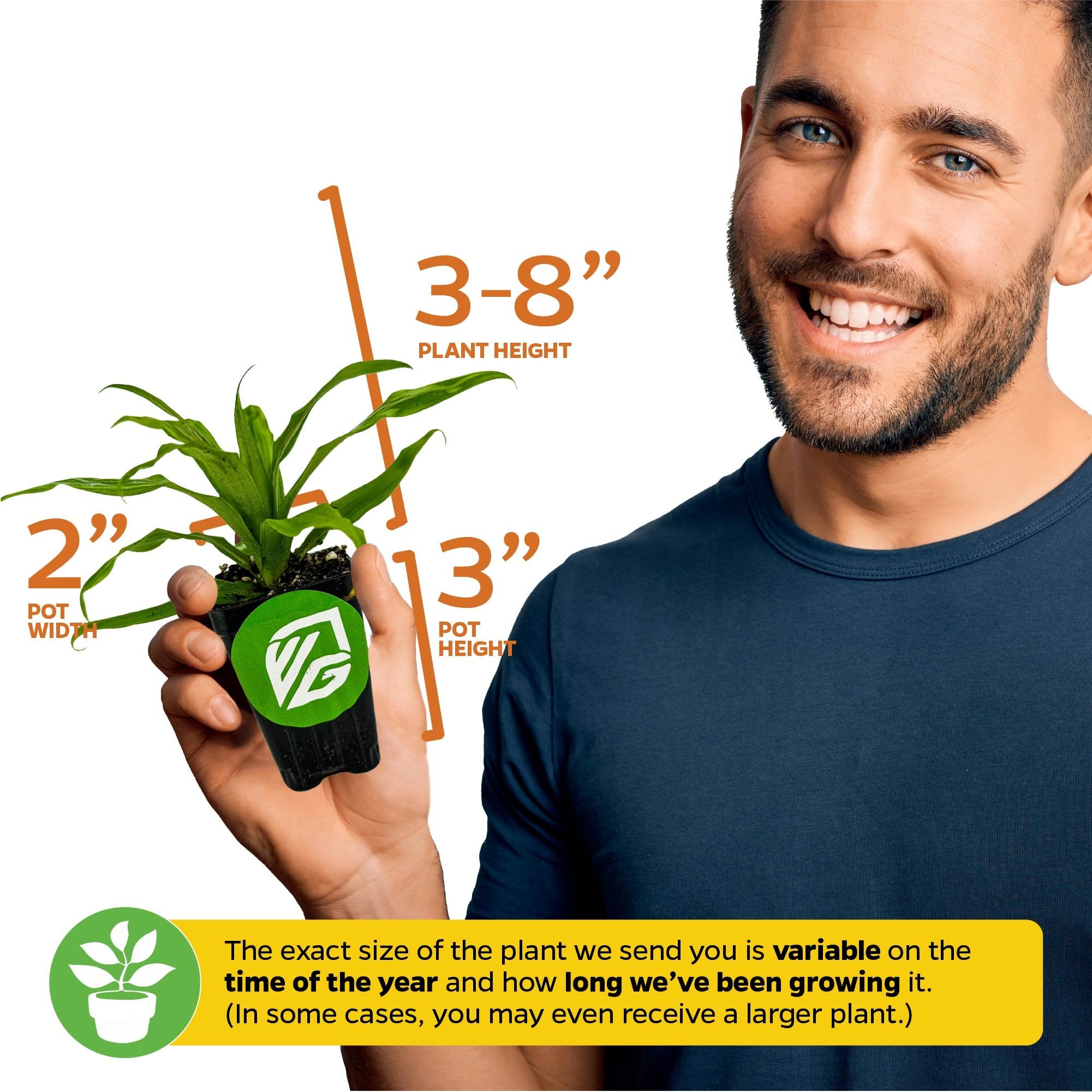 A smiling man in a blue shirt holds a Wellspring Gardens Florida Special Pineapple (Ananas comosus) in a 3-inch pot, labeled 3-8" tall and 2" wide. Note: plant size may vary based on season and growth rate.