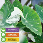The Elepaio Elephant Ear Milky Way (Colocasia esculenta) by Wellspring Gardens features large green leaves with white variegation. Water 5–6 times weekly (let soil drain), grows up to 3 ft tall, and thrives in part shade.