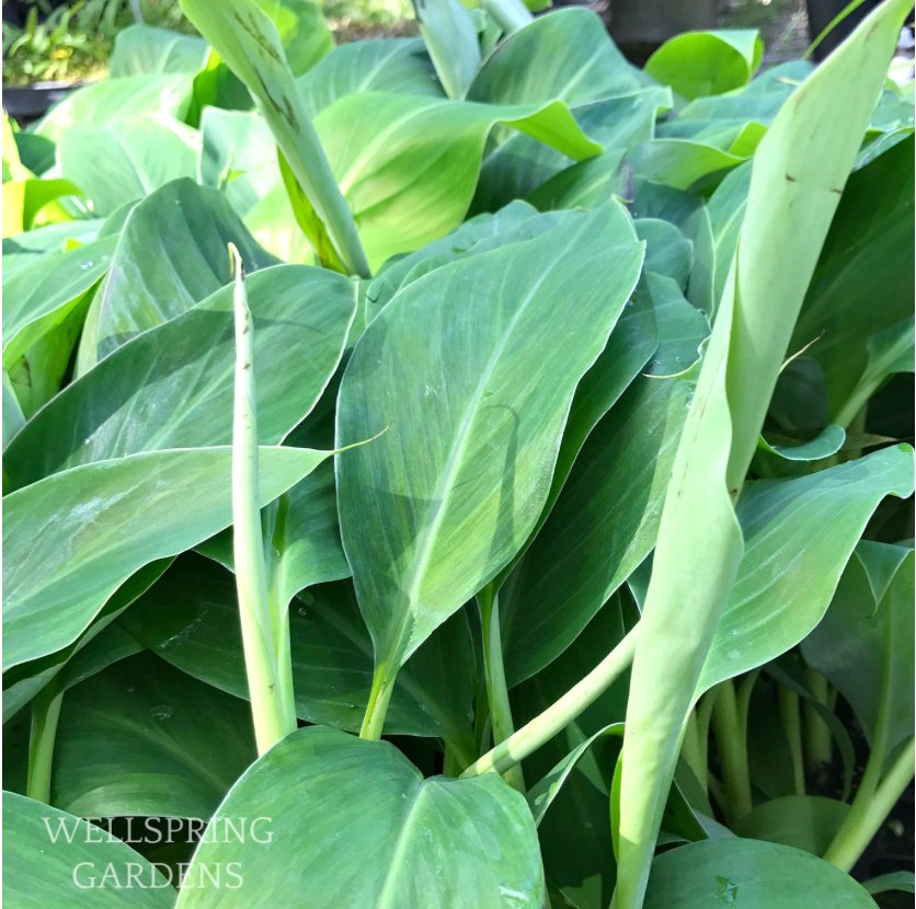 Dwarf Namwa Banana (Pisang Awak) - Musa