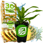 A potted Florida Special Pineapple (Ananas comosus) from Wellspring Gardens sits before a cut golden pineapple and a “30 Day Guarantee” box highlighting “Easy to Grow,” “Non-GMO,” and suitability for Florida, water splashes shimmering behind.