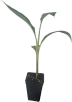 The Wellspring Gardens Thai Black Banana (Musa) is a young ornamental plant with a striking black pseudostem and three large leaves, growing in a small black plastic pot filled with soil and set against a plain white background.