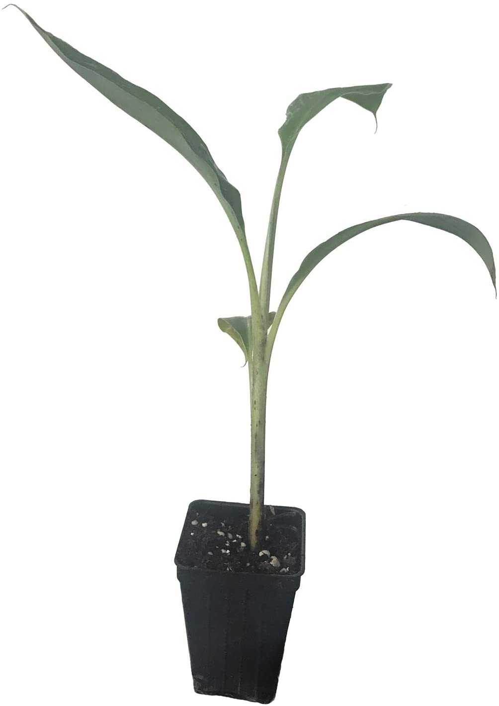 The Wellspring Gardens Thai Black Banana (Musa) is a young ornamental plant with a striking black pseudostem and three large leaves, growing in a small black plastic pot filled with soil and set against a plain white background.