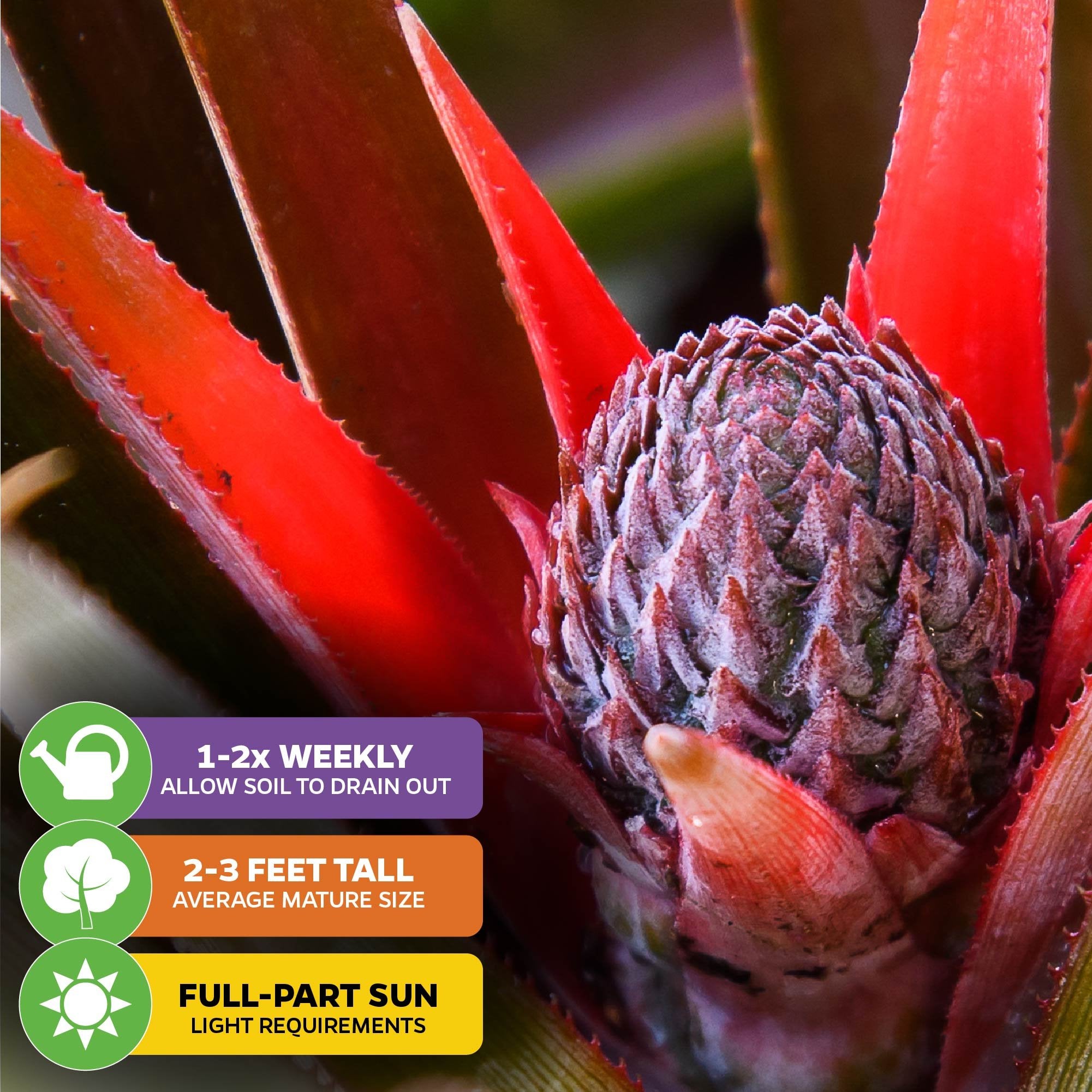 Close-up of a Kona Sugarloaf Pineapple (Ananas comosus) from Wellspring Gardens with red leaves. Icons show care: water 1-2x/week, grows 2-3 ft tall, needs full to partial sun, produces sweet fruit with an edible core.