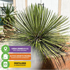 A spiky, green Gemini Agave (Agave Geminiflora) from Wellspring Gardens thrives in a large outdoor pot. Icons show: USDA zones 9-11 (any zone indoors), drought tolerant, winter dormancy slows growth, and no fertilizer needed.