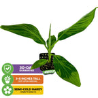 A Wellspring Gardens Dwarf Orinoco Banana (Musa) plant with broad leaves is shown on a white background. Icons note a 30-day guarantee, 3-8" arrival height, and its hardiness to zone 7b.