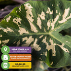 A close-up of the Wellspring Gardens Hilo Beauty Elephant Ear (Alocasia) shows green and cream variegation, with info on USDA Zones 9–11, winter dormancy, and recommended 20-20-20 fertilizer for container growth.
