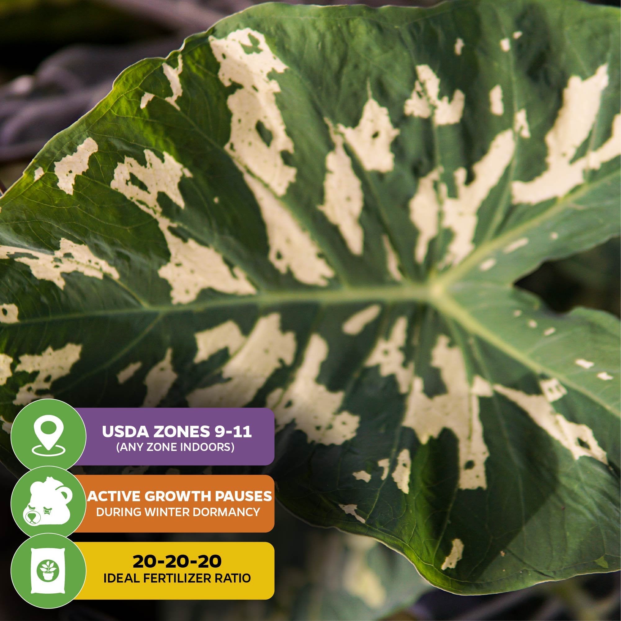 A close-up of the Wellspring Gardens Hilo Beauty Elephant Ear (Alocasia) shows green and cream variegation, with info on USDA Zones 9–11, winter dormancy, and recommended 20-20-20 fertilizer for container growth.