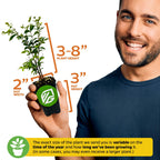 A man in a blue shirt holds a Wellspring Gardens Jaboticaba (Myrciaria Plinia cauliflora) in a 2" wide x 3" tall pot. Plant height is 3–8". Diagram and caption note size may vary by season and growth.