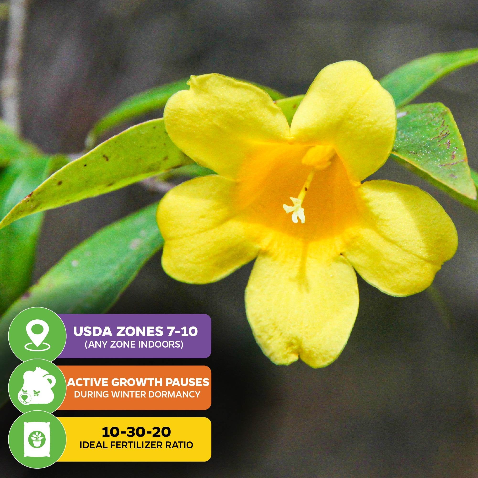 A close-up of Carolina Jasmine (Yellow Jessamine) - Gelsemium sempervirens by Wellspring Gardens shows vivid yellow blossoms and green leaves. Text overlay: USDA Zones 7-10, dormant in winter, use 10-30-20 fertilizer for best growth.