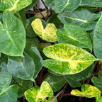 A close-up of New Guinea Gold Elephant Ear by Wellspring Gardens shows heart-shaped, variegated green and yellow leaves with water droplets. This shade plant grows 6-8 ft tall in zones 9-11 and features unique clustered foliage.