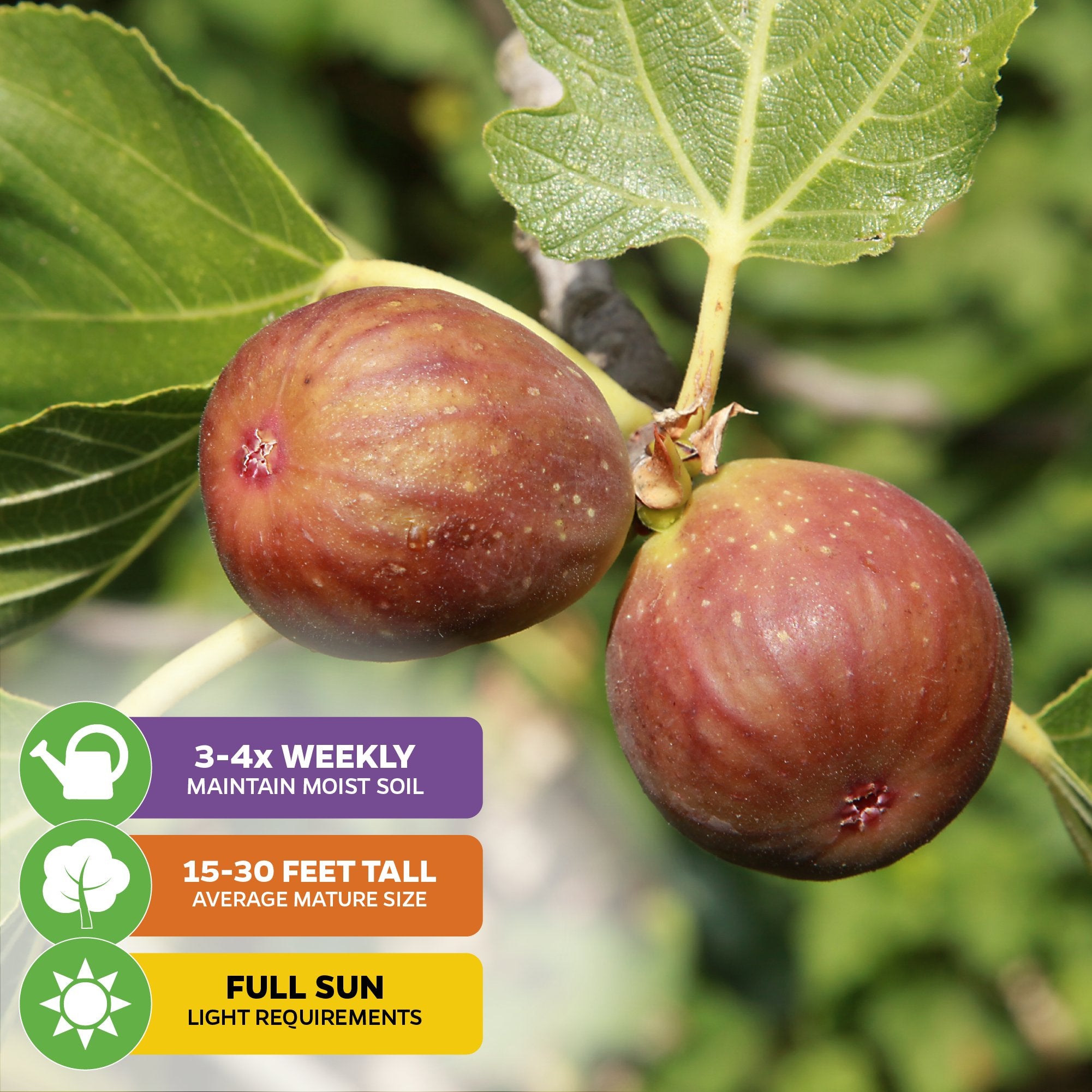 Two ripe Brown Turkey Fig Tree (California San Pedro) - Ficus carica figs from Wellspring Gardens grow on a leafy branch. Care tips: water 3-4x/week, mature height 15-30 ft, enjoys full sun. Self-pollinating and easy to grow.