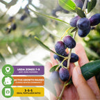 A hand holds a branch of ripe Wellspring Gardens Leccino Olive Tree (Olea europaea). Icons: USDA zones 7–9 (indoors any zone), winter dormancy pauses growth, ideal fertilizer ratio is 1-1-1.