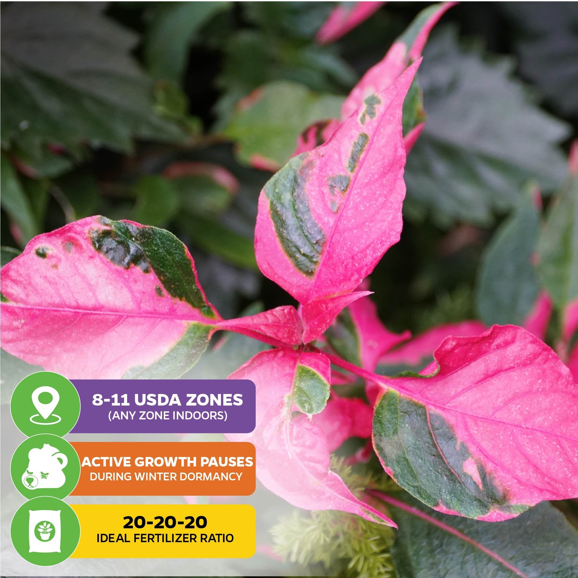 Close-up of Alternanthera Party Time by Wellspring Gardens. Graphics: USDA Zones 8–11 (grow indoors in any zone), pauses growth in winter dormancy, use 20-20-20 fertilizer for best results.