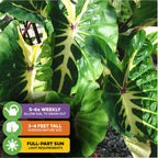 The White Lava Elephant Ear (Colocasia) by Wellspring Gardens features large, green arrowhead leaves with yellow veins. It grows 3–4 ft tall, needs full to partial sun, and should be watered 5–6 times weekly.