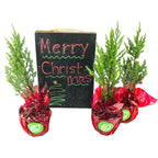 Three Upright Juniper Mini Christmas Trees (Juniperus chinensis 'Spiny Greek') by Wellspring Gardens, wrapped in red cellophane, sit before a festive "Merry Christmas" blackboard; each includes a live delivery guarantee.