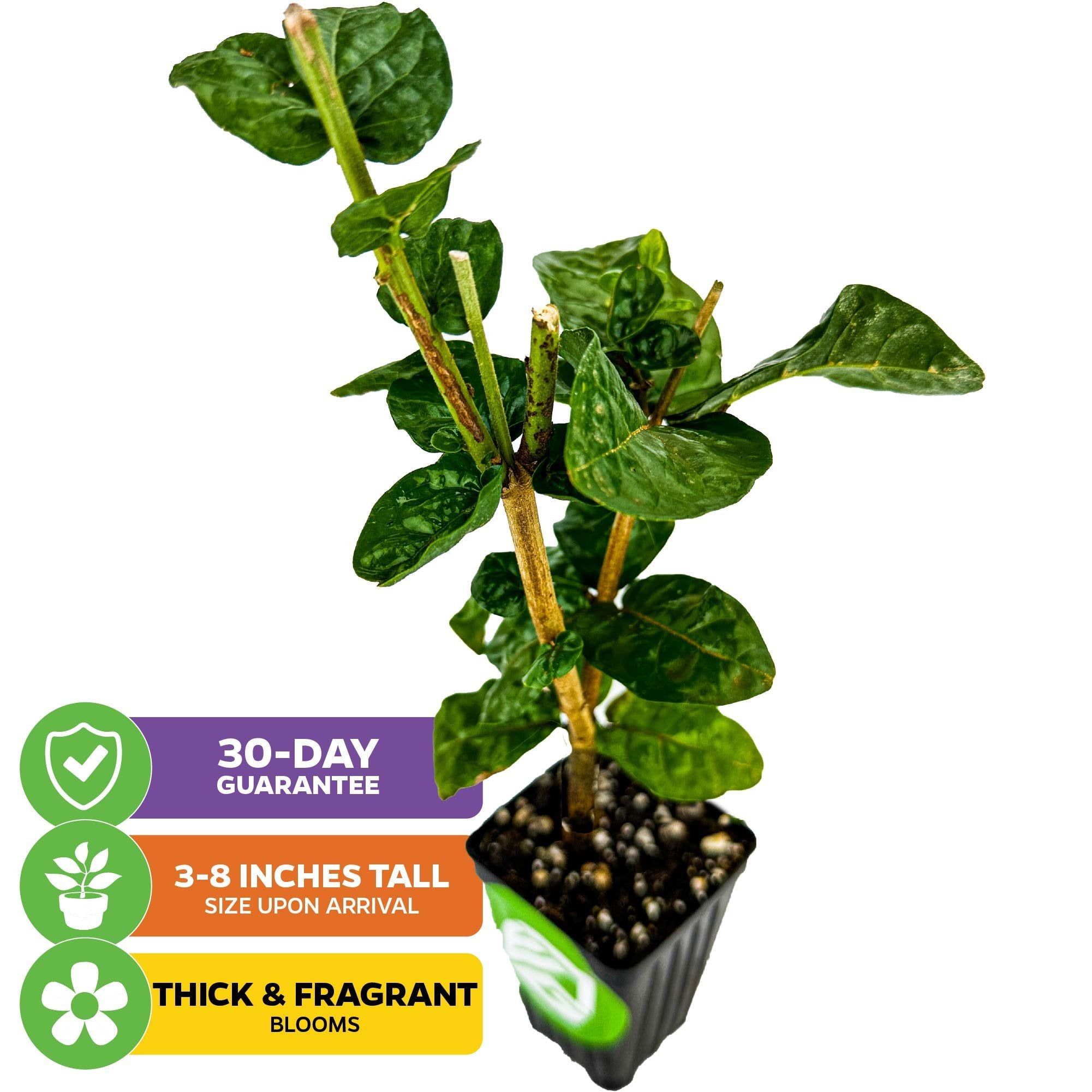 Grand Duke of Tuscany (Arabian Jasmine) - Jasminum sambac