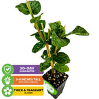 A Wellspring Gardens Grand Duke of Tuscany (Arabian Jasmine) - Jasminum sambac, a fragrant potted plant with glossy green leaves and wooden supports, arrives 3-8" tall with thick, fragrant blooms and a 30-Day Guarantee.