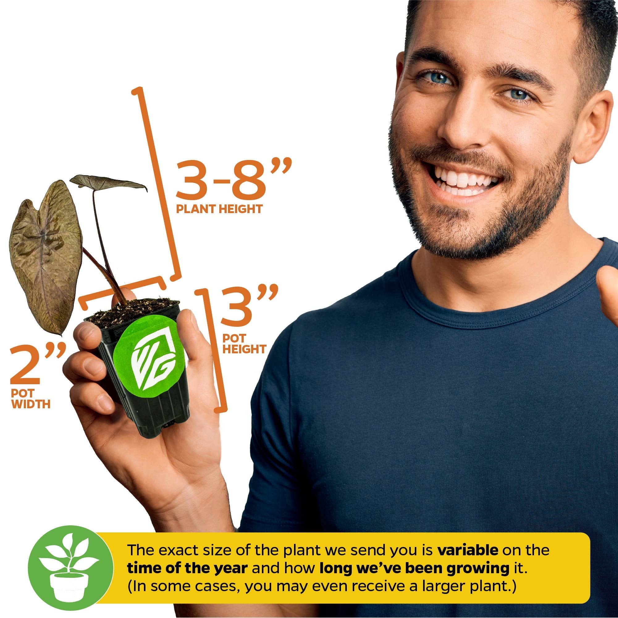 A smiling man holds a Wellspring Gardens White Lava Elephant Ear (Colocasia), 3–8" tall in a 3" high x 2" wide pot. Plant size may vary over time.