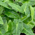 Close-up of vibrant green Lutea Elephant Ear - Alocasia leaves by Wellspring Gardens, covered with water droplets that highlight their fresh, glossy surfaces and lush garden foliage.