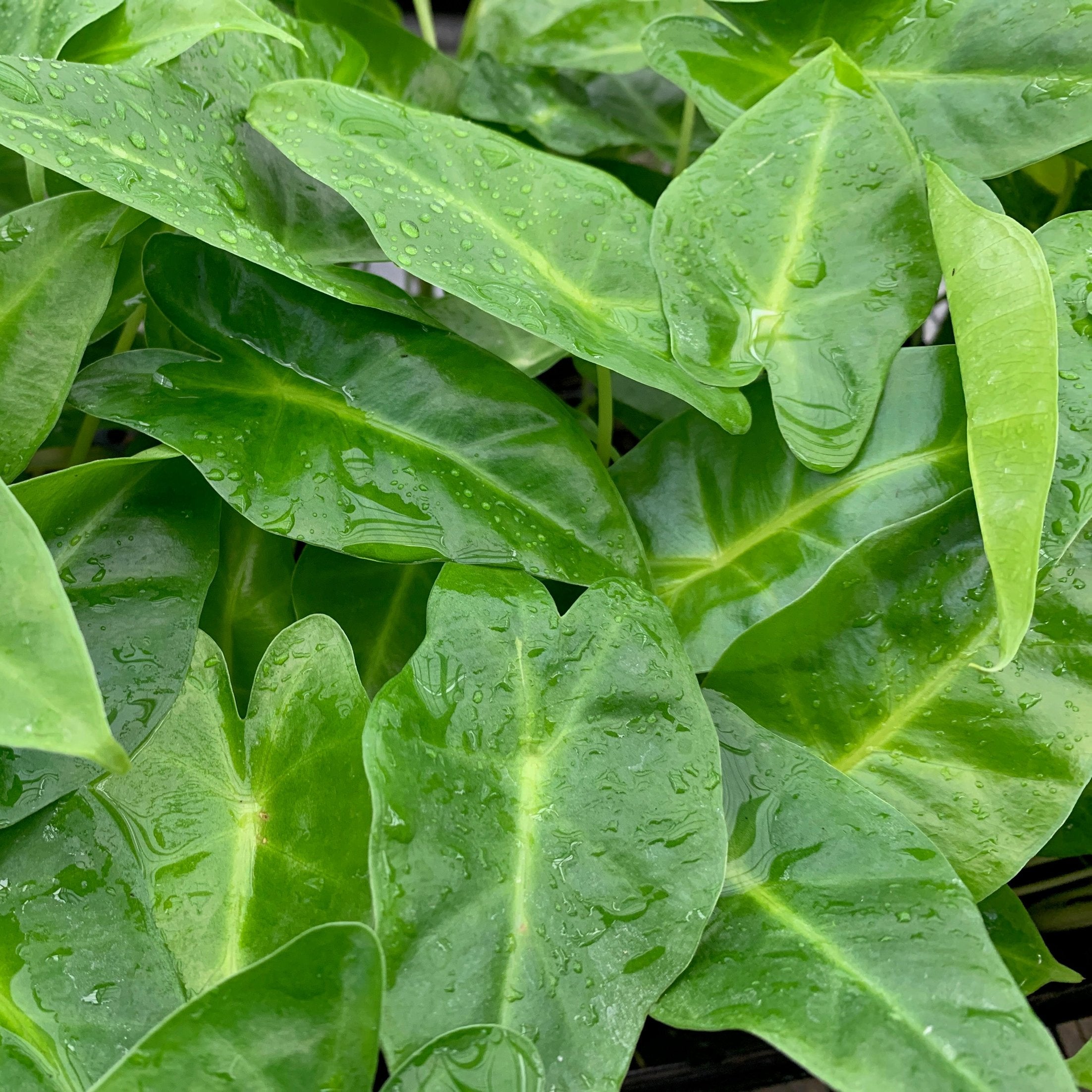 Close-up of vibrant green Lutea Elephant Ear - Alocasia leaves by Wellspring Gardens, covered with water droplets that highlight their fresh, glossy surfaces and lush garden foliage.