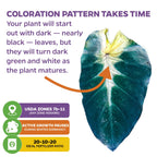 A dark green, nearly black Tropical Storm Elephant Ear leaf with white veins is shown. Text notes the bold pattern of Wellspring Gardens’ Colocasia esculenta develops as it matures. Icons provide tips on zones, dormancy, and fertilizer ratio.