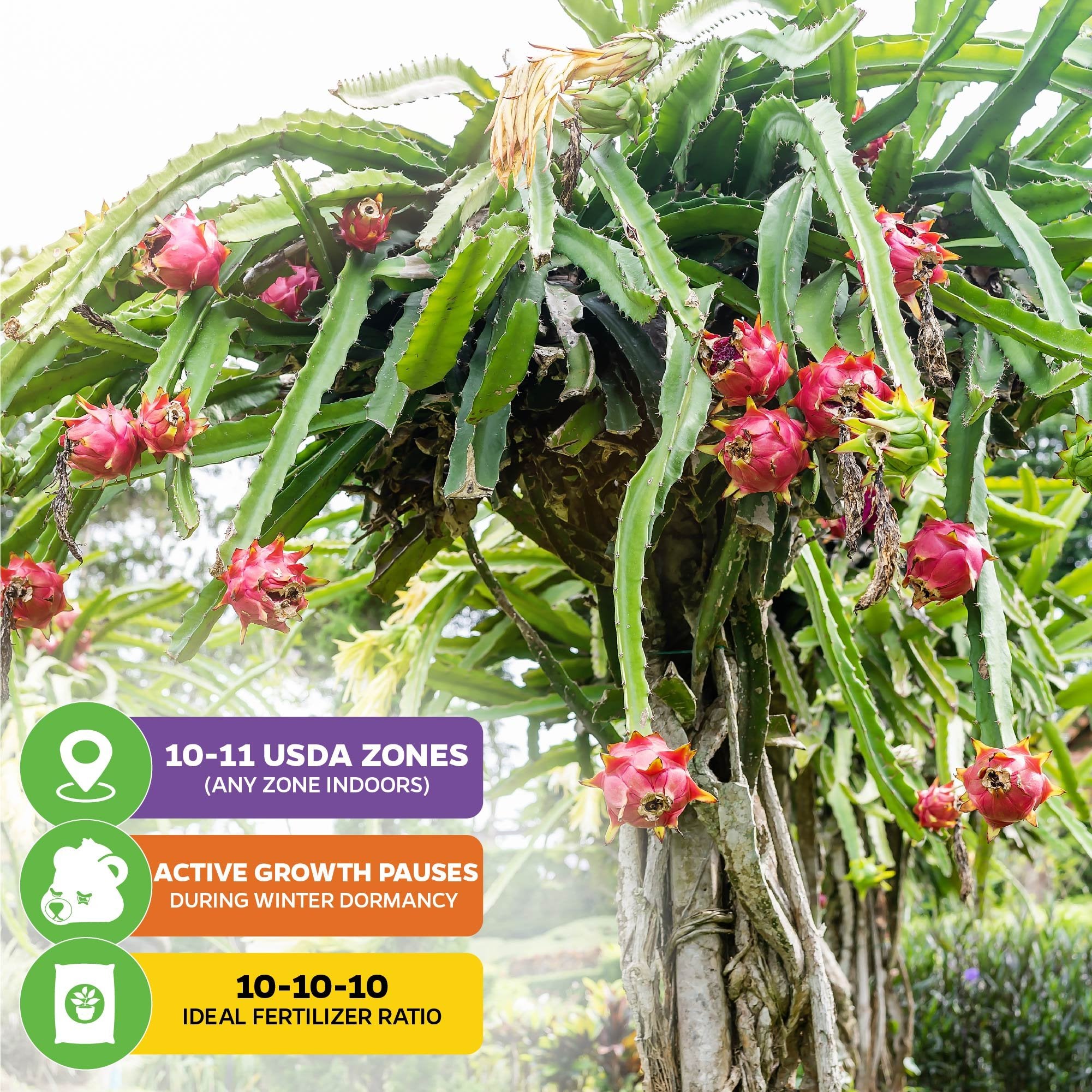 American Beauty Red Dragon Fruit (Hylocereus guatemalensis) by Wellspring Gardens is a fruiting cactus for USDA zones 10–11 (indoors elsewhere). Pause watering in winter, and fertilize with a 10-10-10 ratio. Produces ripe red fruit on sturdy stems.