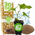 A Wellspring Gardens Long Pepper (Piper longum) plant in a black pot is placed before a box marked 30 Day Guarantee, Easy to Grow, Non GMO, with water splashes, soil, and fertilizer pellets for this unique medicinal spice.