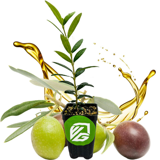 Arbequina Olive Tree - Olea europaea
